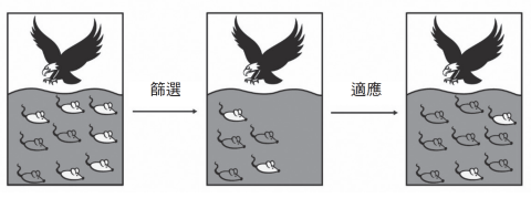 篩選、適應與保留