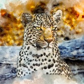 leopard 花豹