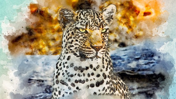leopard 花豹
